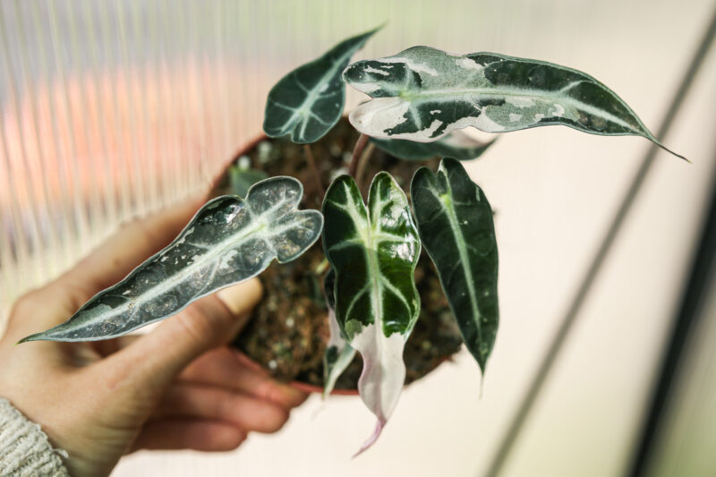 Alocasia Curly Bambino Variegata Pink