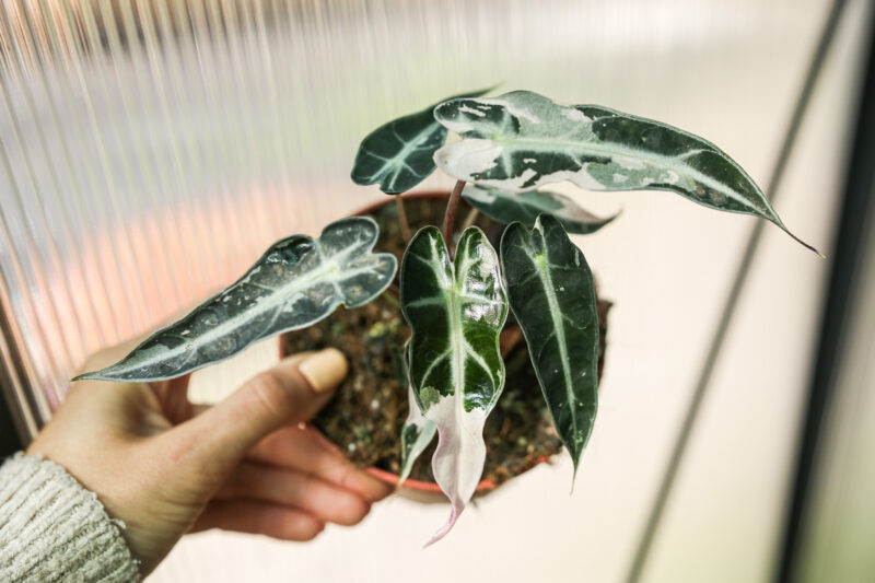 Alocasia Curly Bambino Variegata Pink