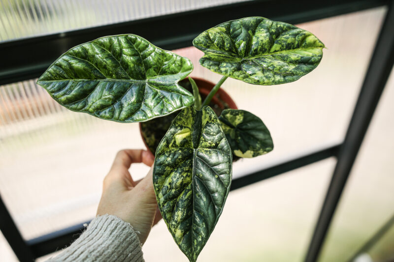 Alocasia Sinuata Variegata
