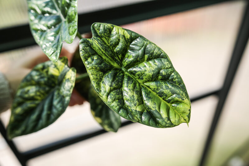 Alocasia Sinuata Variegata