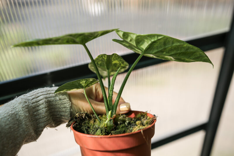 Alocasia Sinuata Variegata