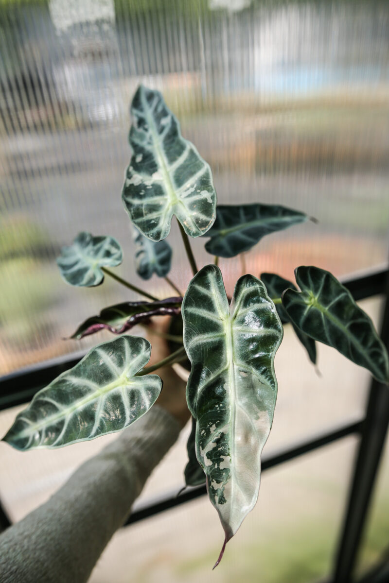 Alocasia Bambino Pink