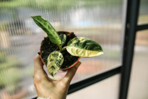 xanthosoma lindenii variegata