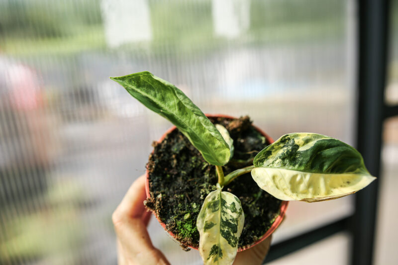 xanthosoma lindenii variegata