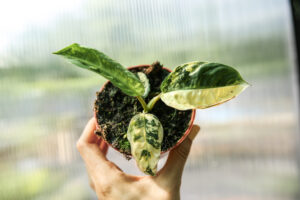 xanthosoma lindenii variegata