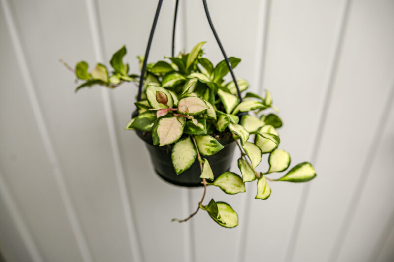 Hoya Heuschkeliana Variegata