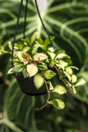 Hoya Heuschkeliana Variegata