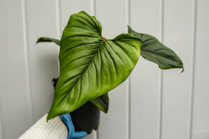 Philodendron squamicaule Red