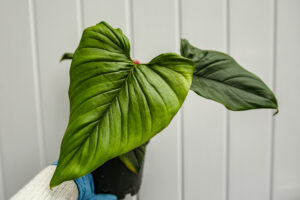 Philodendron squamicaule Red