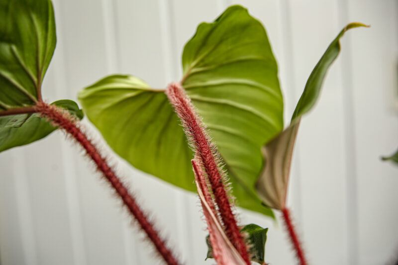 Philodendron squamicaule Red