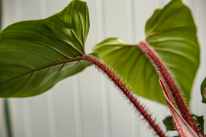 Philodendron squamicaule Red