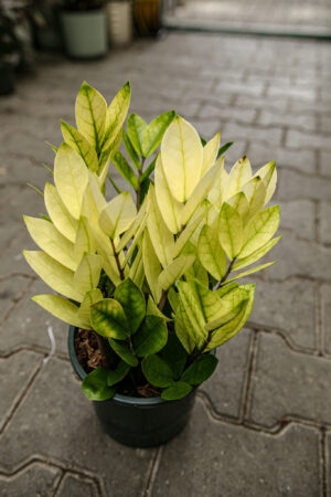 Zamioculcas Zamiifolia Chameleon