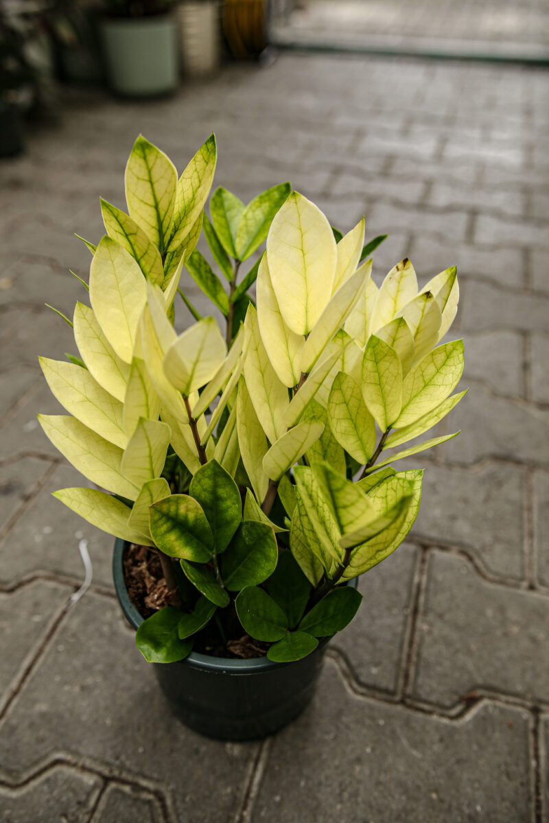 Zamioculcas Zamiifolia Chameleon