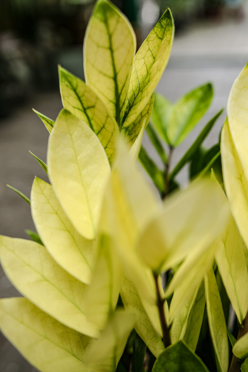 Zamioculcas Zamiifolia Chameleon