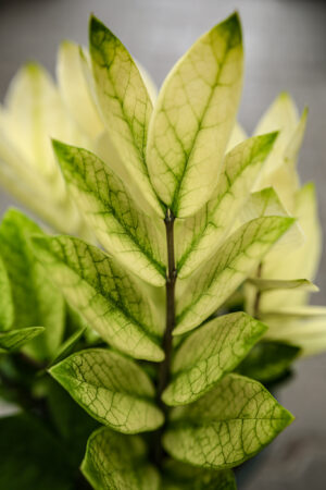 Zamioculcas Zamiifolia Chameleon