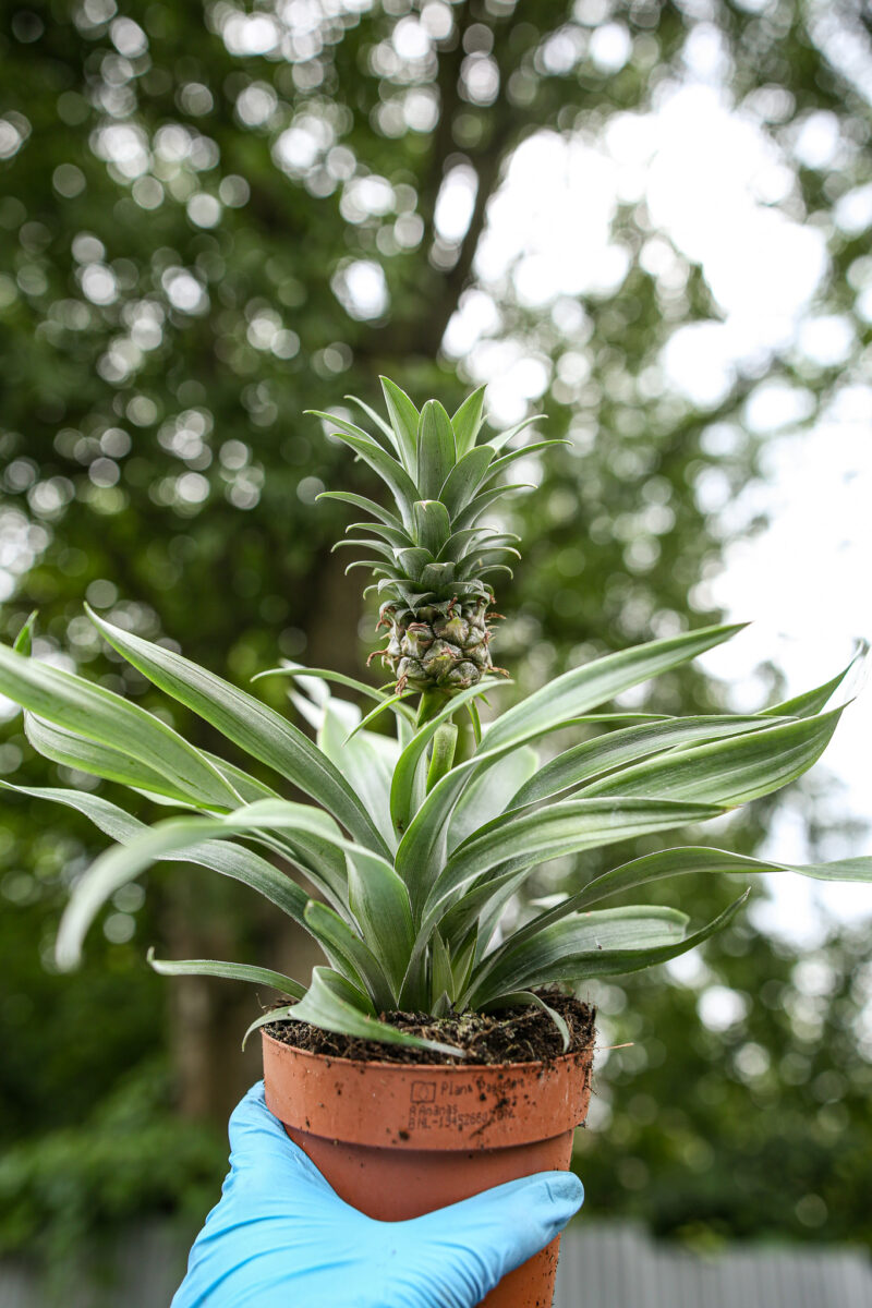 Ananas ‘Mi Amigo’