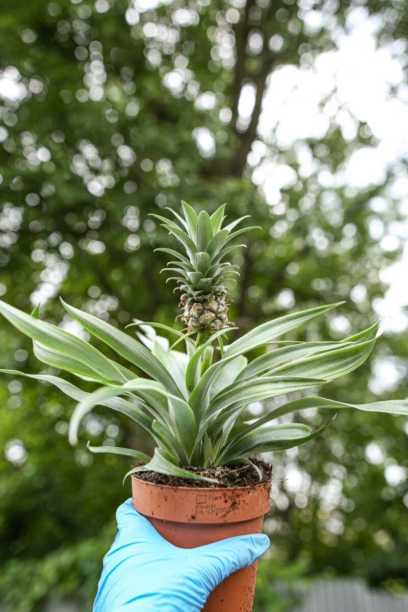 Ananas ‘Mi Amigo’