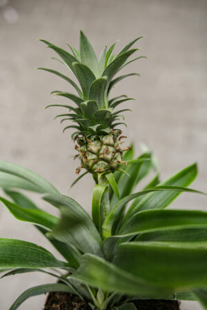 Ananas ‘Mi Amigo’