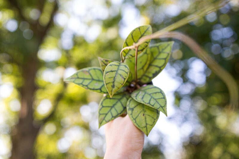 Hoya callistophylla