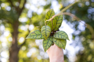 Hoya callistophylla