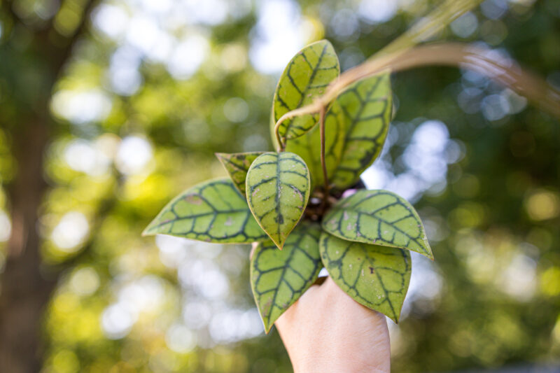 Hoya callistophylla