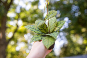 Hoya callistophylla