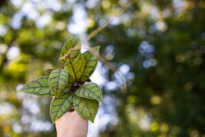 Hoya callistophylla