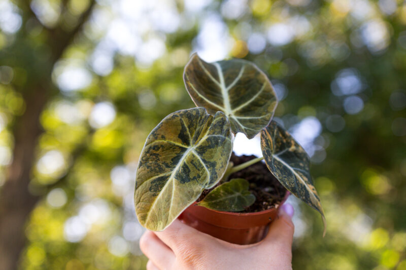 Alocasia Black Velvet Variegata Gold