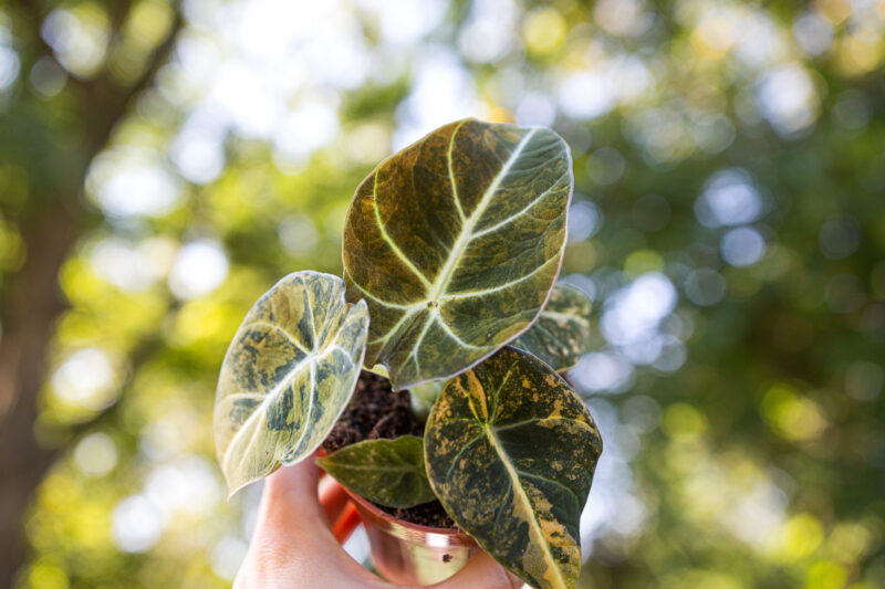Alocasia Black Velvet Variegata Gold