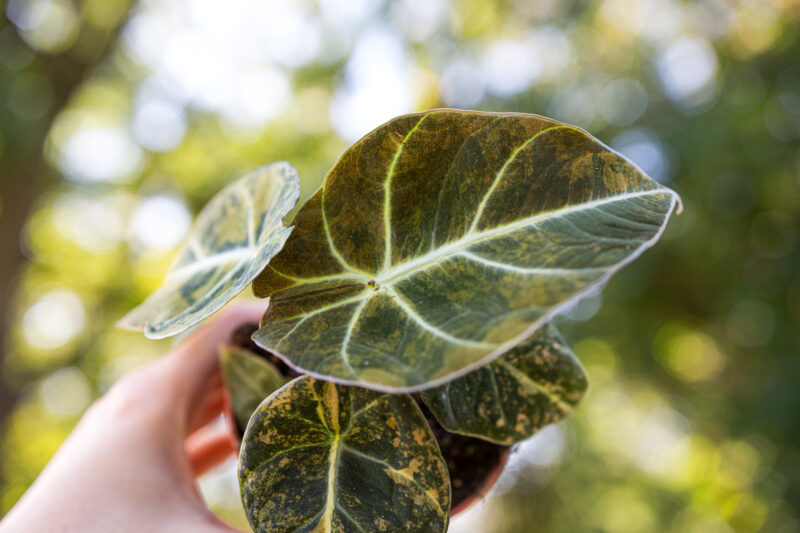 Alocasia Black Velvet Variegata Gold