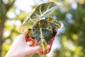 Alocasia Black Velvet Variegata Gold