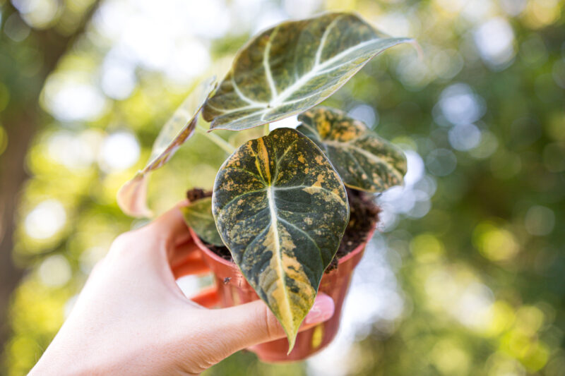 Alocasia Black Velvet Variegata Gold