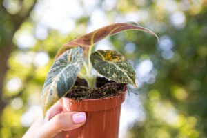 Alocasia Black Velvet Variegata Gold