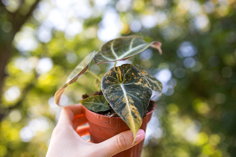 Alocasia Black Velvet Variegata Gold