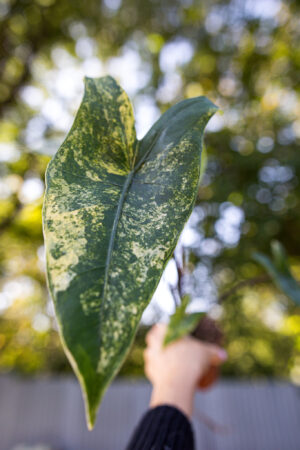 Alocasia Black Zebrina Variegata