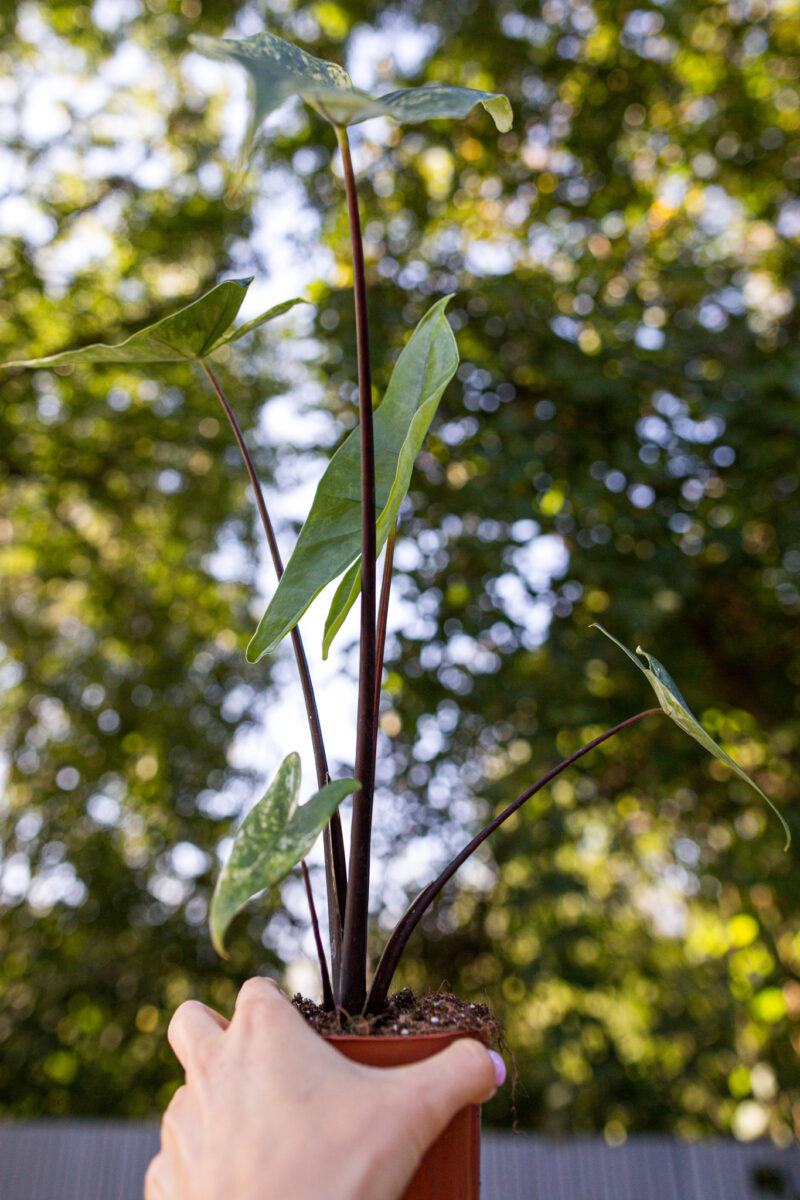 Alocasia Black Zebrina Variegata