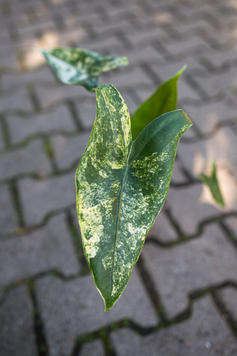 Alocasia Black Zebrina Variegata