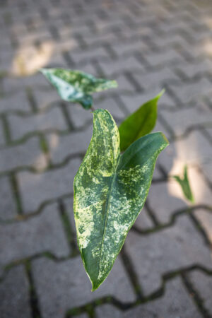 Alocasia Black Zebrina Variegata