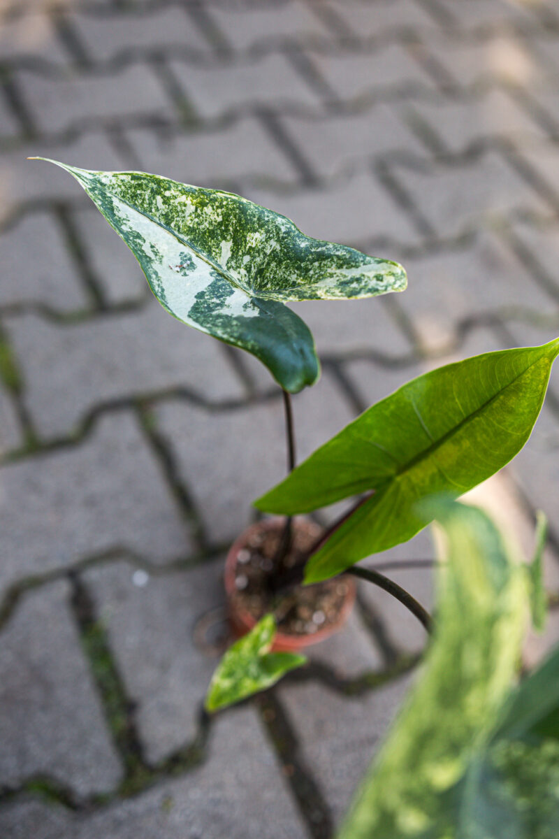 Alocasia Black Zebrina Variegata