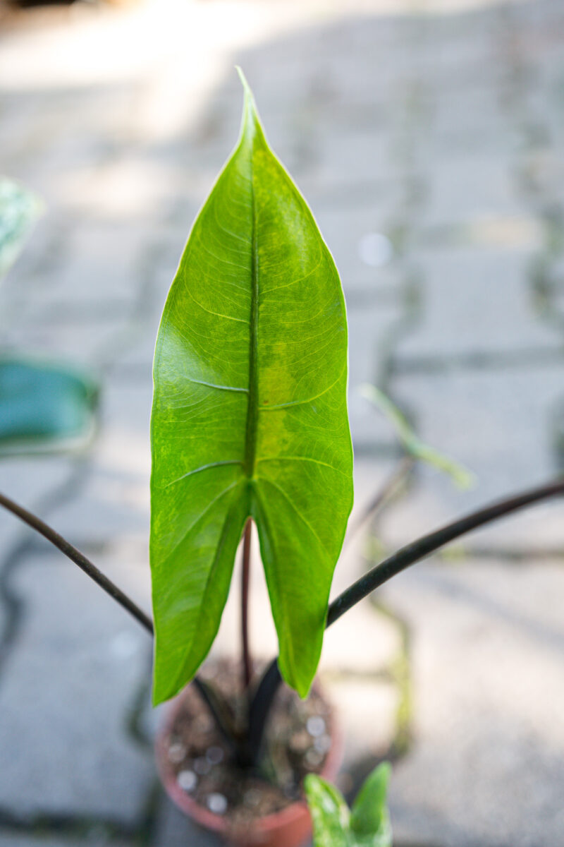 Alocasia Black Zebrina Variegata