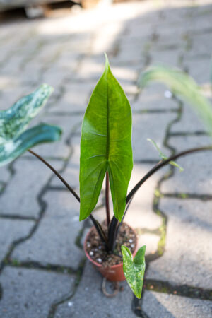 Alocasia Black Zebrina Variegata
