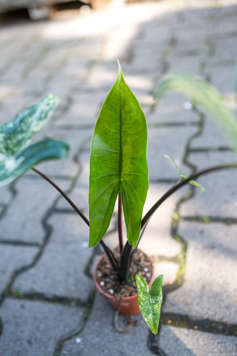 Alocasia Black Zebrina Variegata