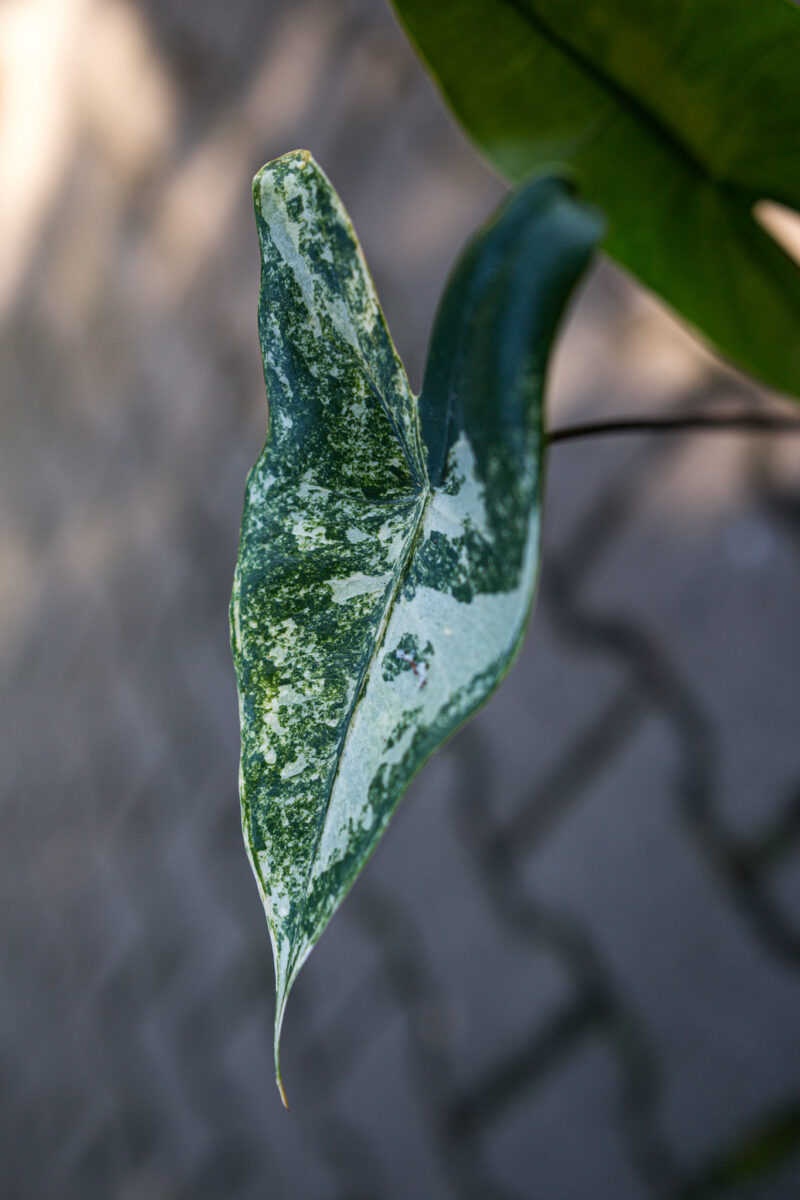 Alocasia Black Zebrina Variegata