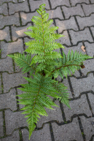 Australijska Paproć Drzewiasta (Cyathea Cooperi)