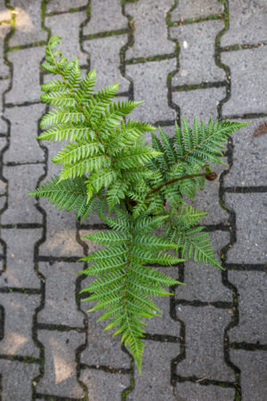 Australijska Paproć Drzewiasta (Cyathea Cooperi)