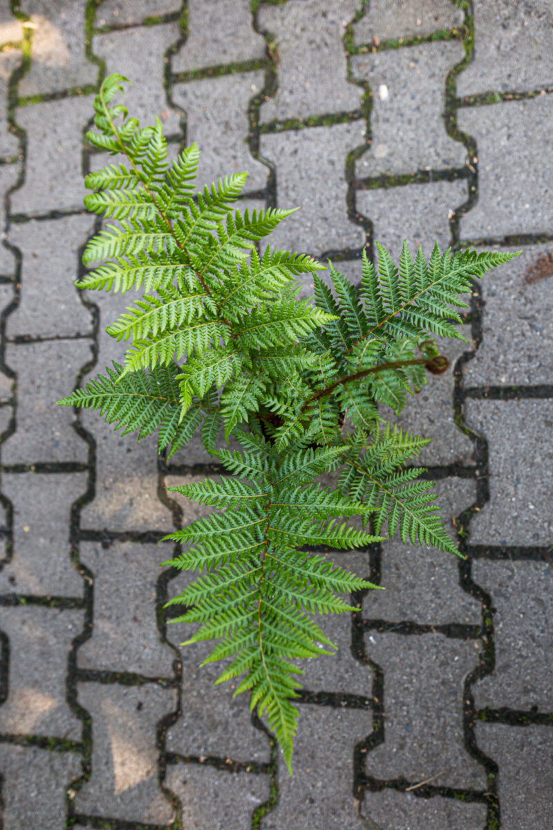 Australijska Paproć Drzewiasta (Cyathea Cooperi)