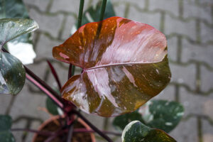 Philodendron Red Anderson