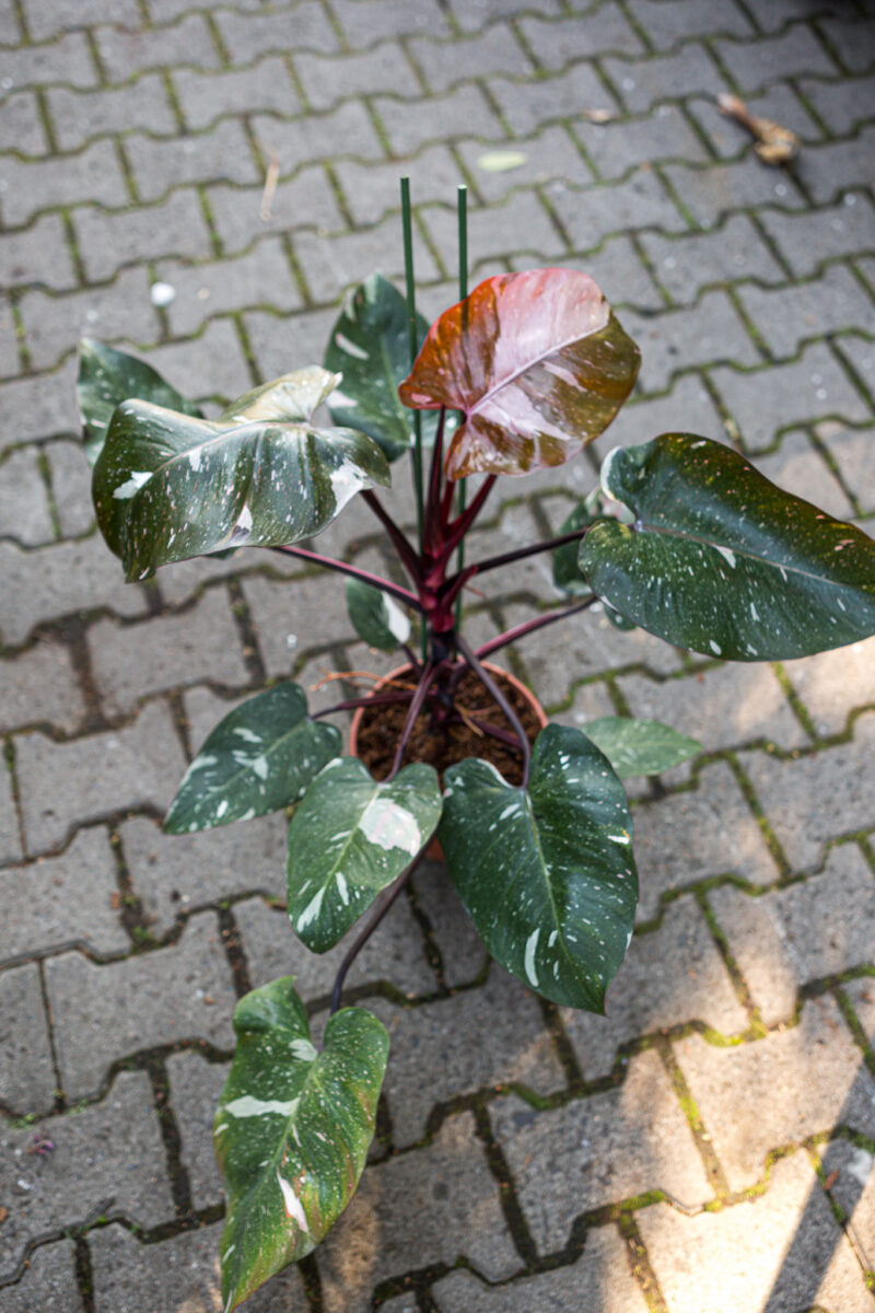 Philodendron Red Anderson