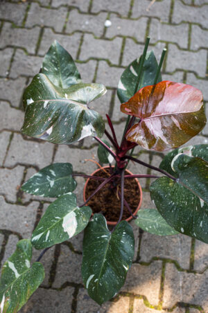 Philodendron Red Anderson