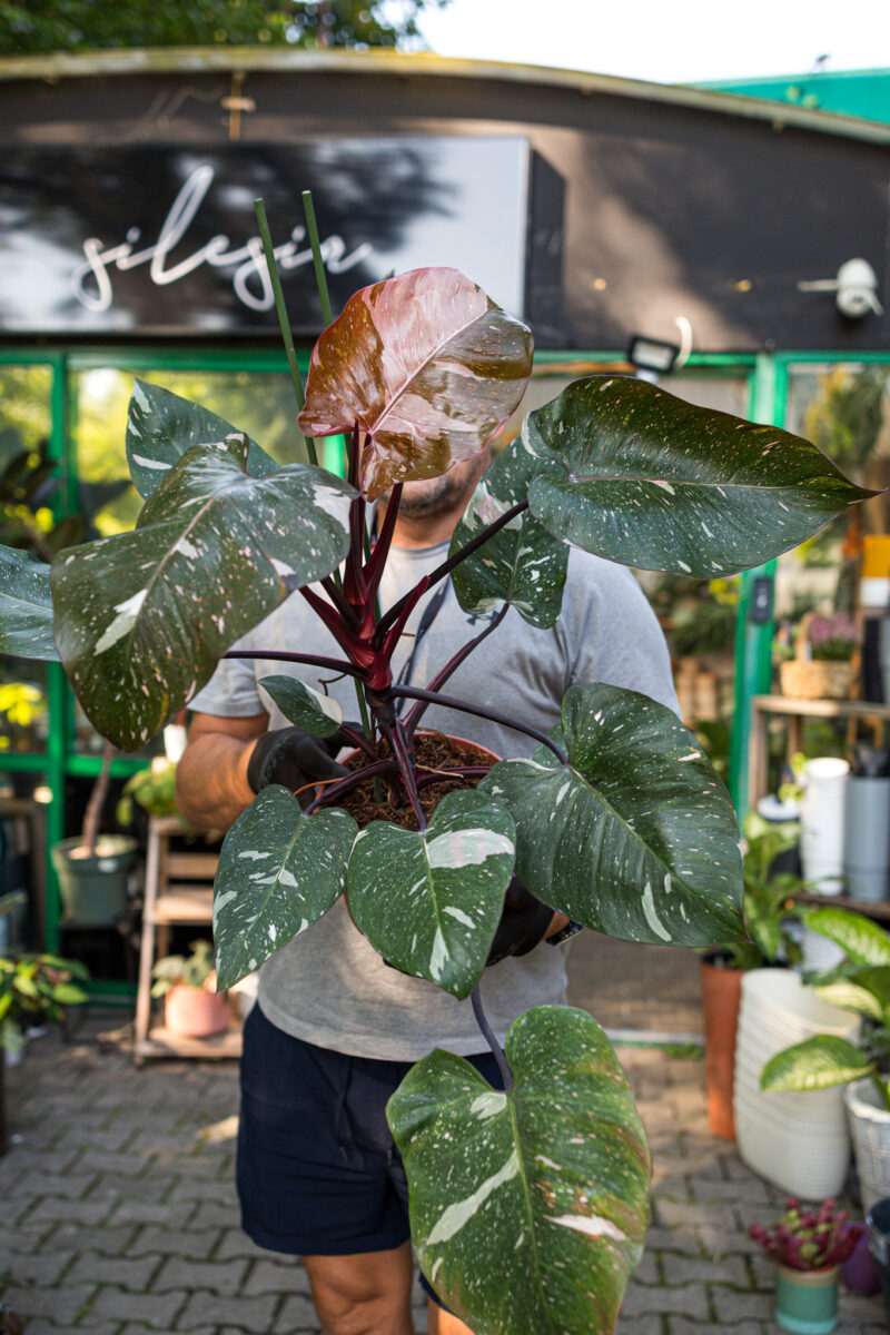 Philodendron Red Anderson